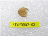 藏品(尖翅燕魚)的圖片